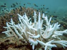 Great Barrier Reef Coral Bleaching