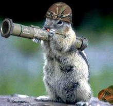 Manly Squirrels